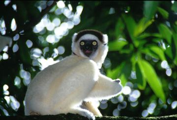 This photo of a lemur - a primate indigenous only to Madagascar and the Cormoros Islands - was taken by Italian photographer Silvia Cosimini.  What a cutie!